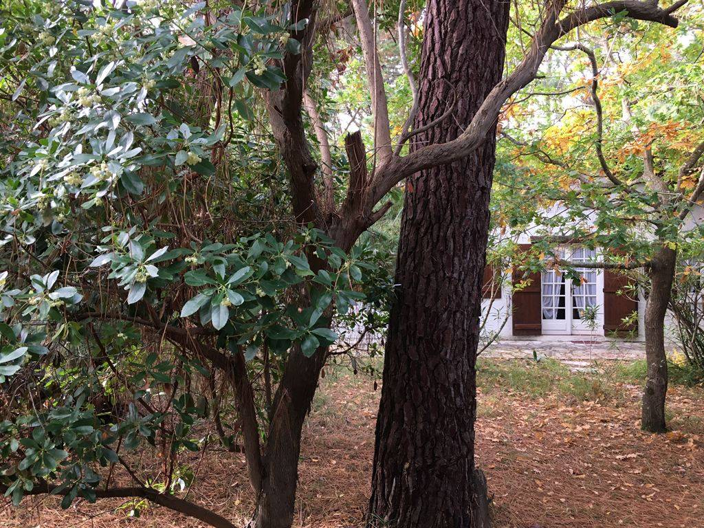 acheter villa  4 chambres au Cap Ferret sur grand terrain