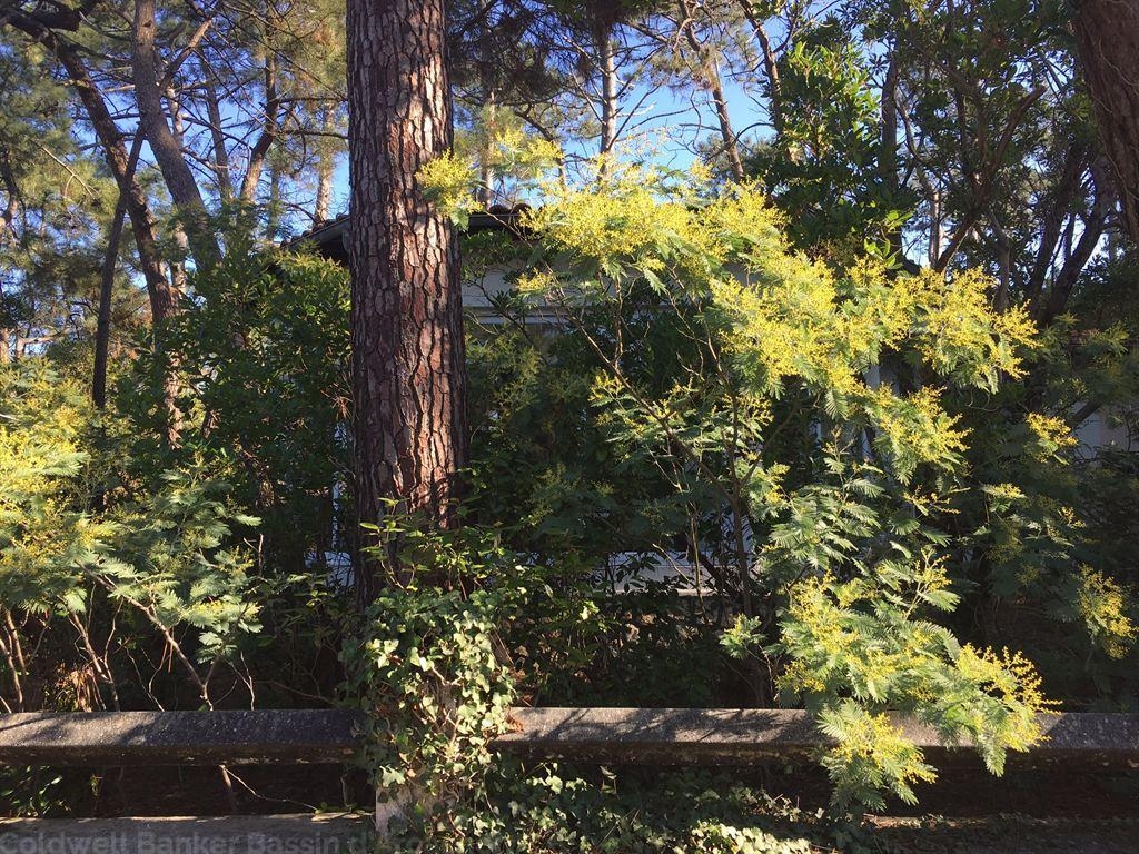 Villa à vendre au centre du cap ferret sur un beau terrain de 1000m² environ