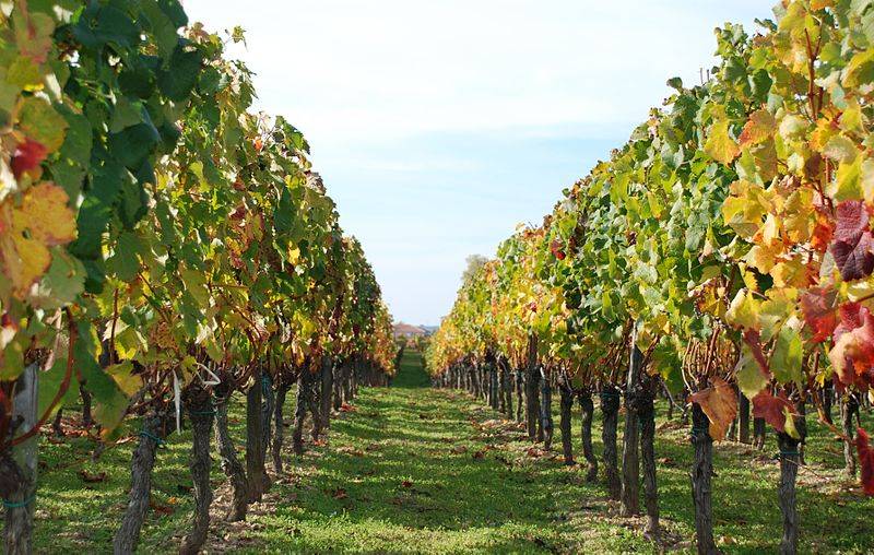 The Bordelais vineyards and wine estates