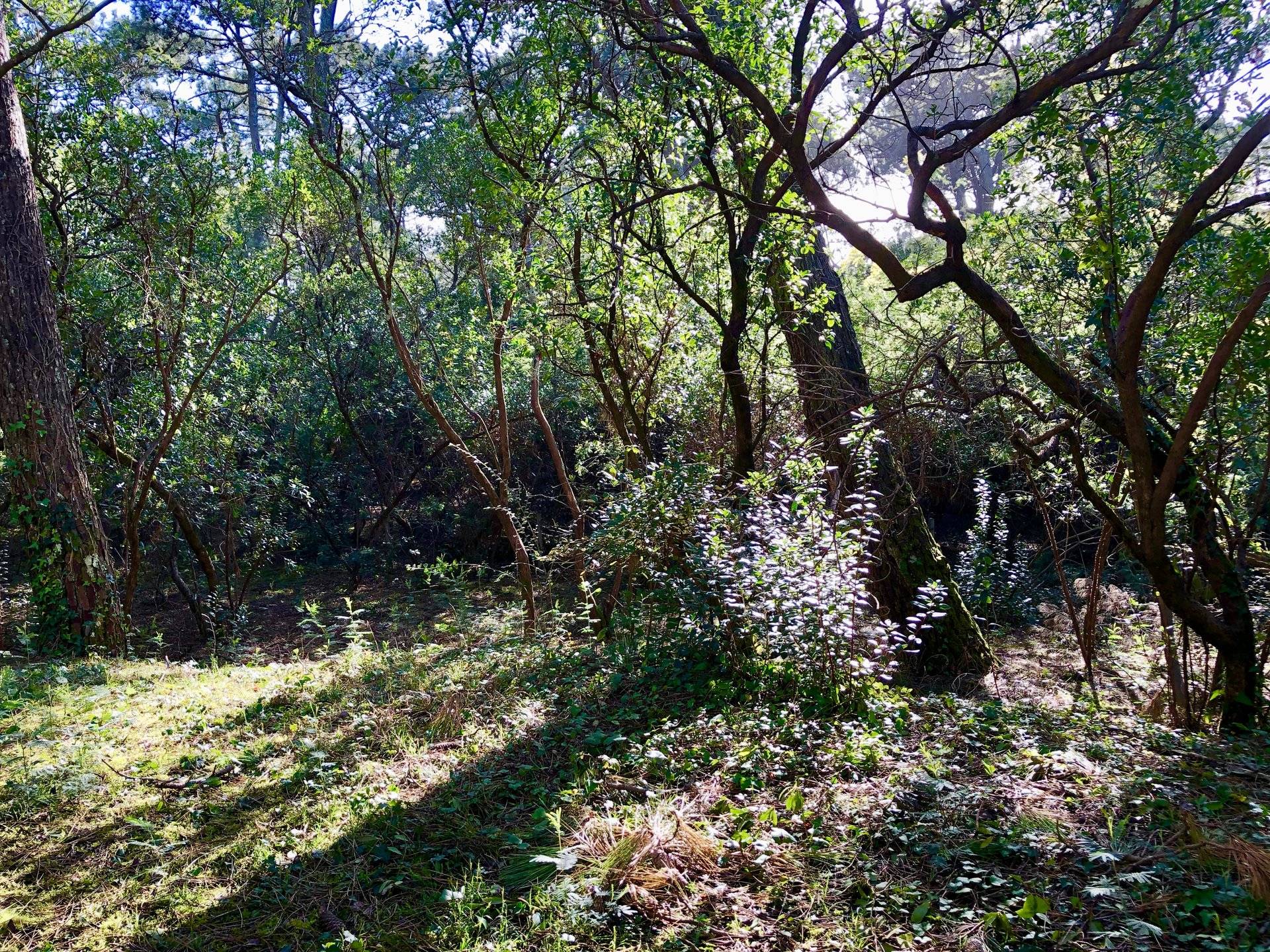 Maison des années 70 à rénover ou reconstruire proche plage CAP FERRET