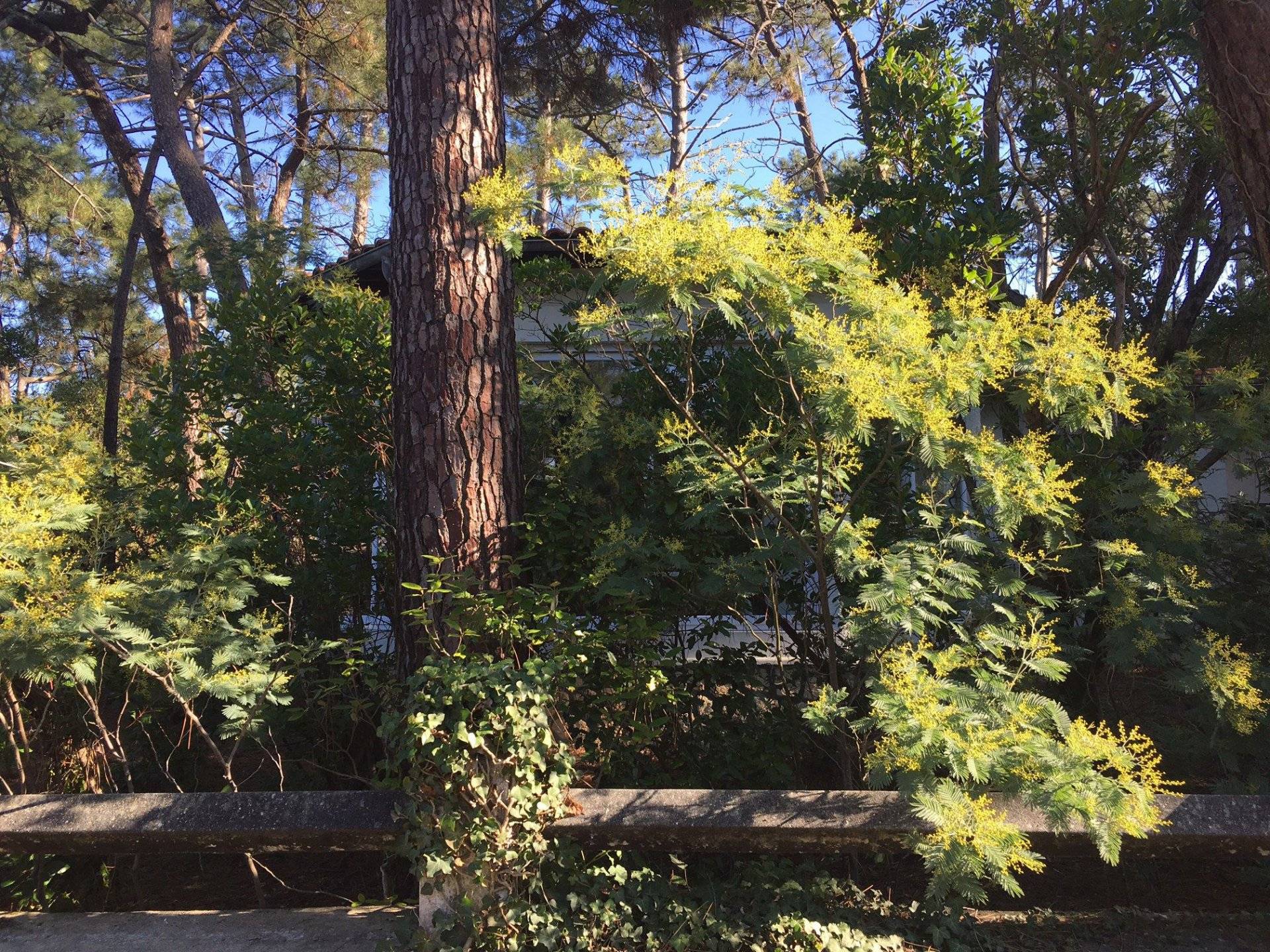 Villa à rafraîchir avec grand terrain plage à pied à vendre CAP FERRET