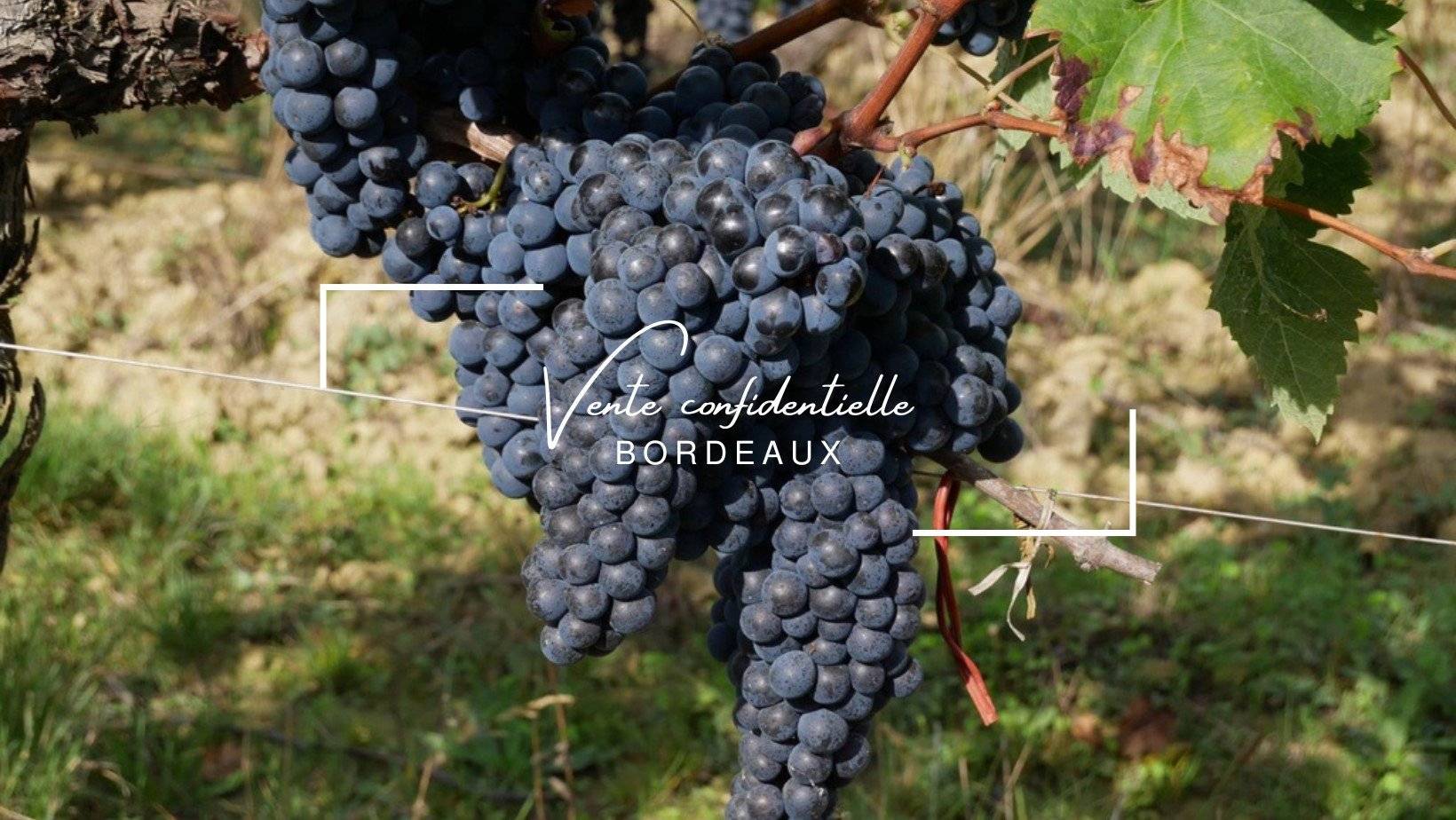 Propriété viticole vignoble et bâti de 30 hectares - à 40 km de Bordeaux - Côtes de Castillon