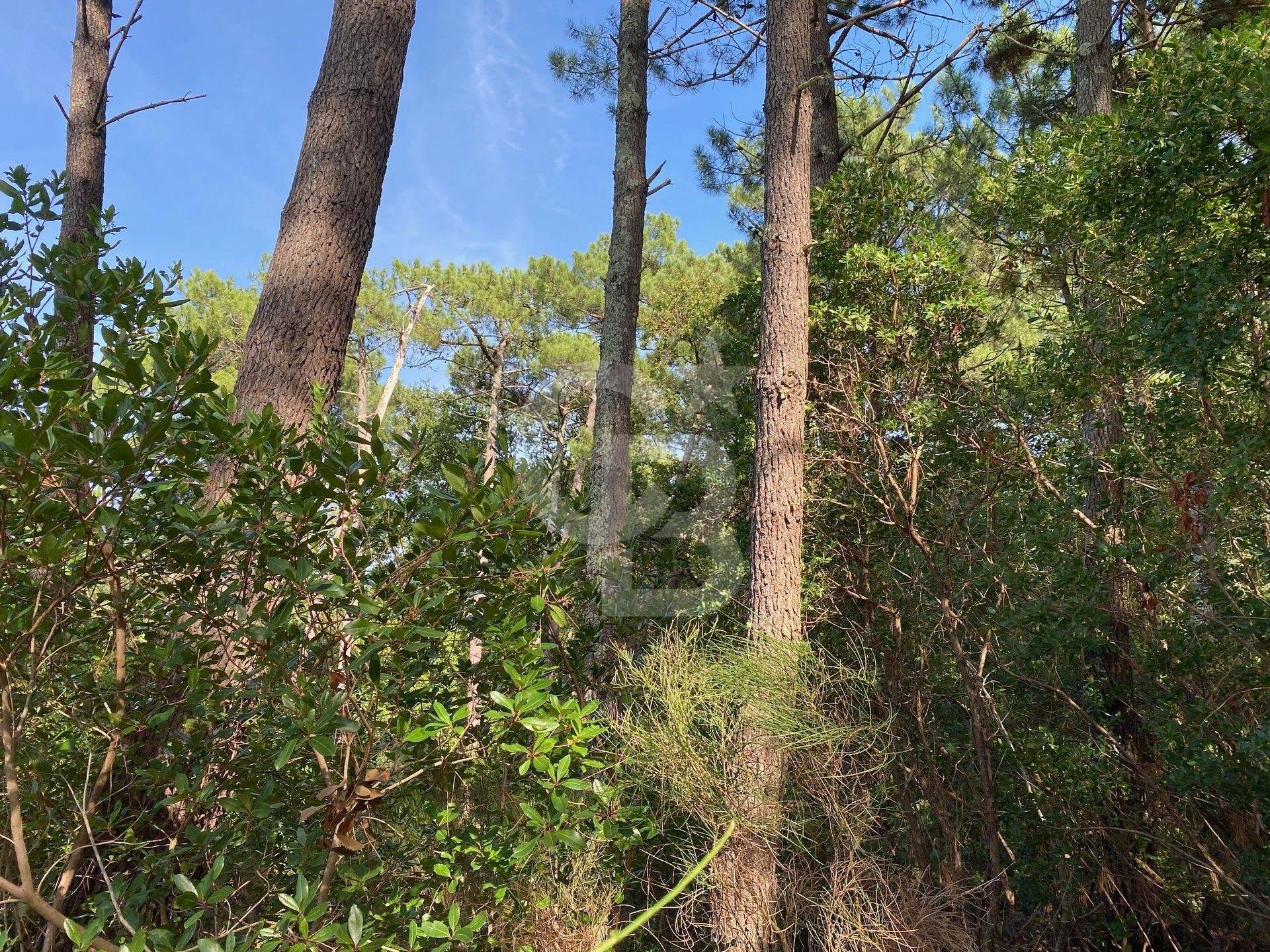 Acheter Magnifique terrain constructible LÈGE-CAP-FERRET