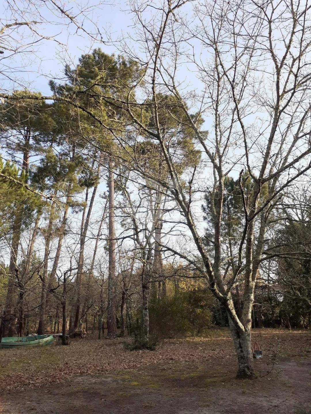 Grand terrain et maison rares en bordure de forêt à vendre ANDERNOS-LES-BAINS