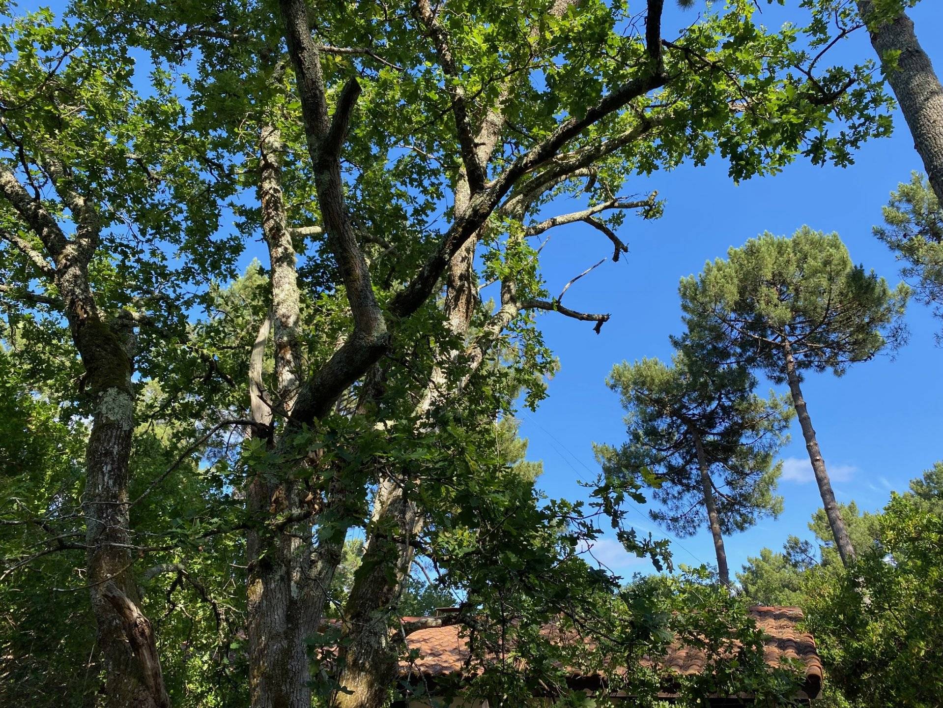 Villa à rénover avec grand terrain à vendre LÈGE-CAP-FERRET PETIT PIQUEY