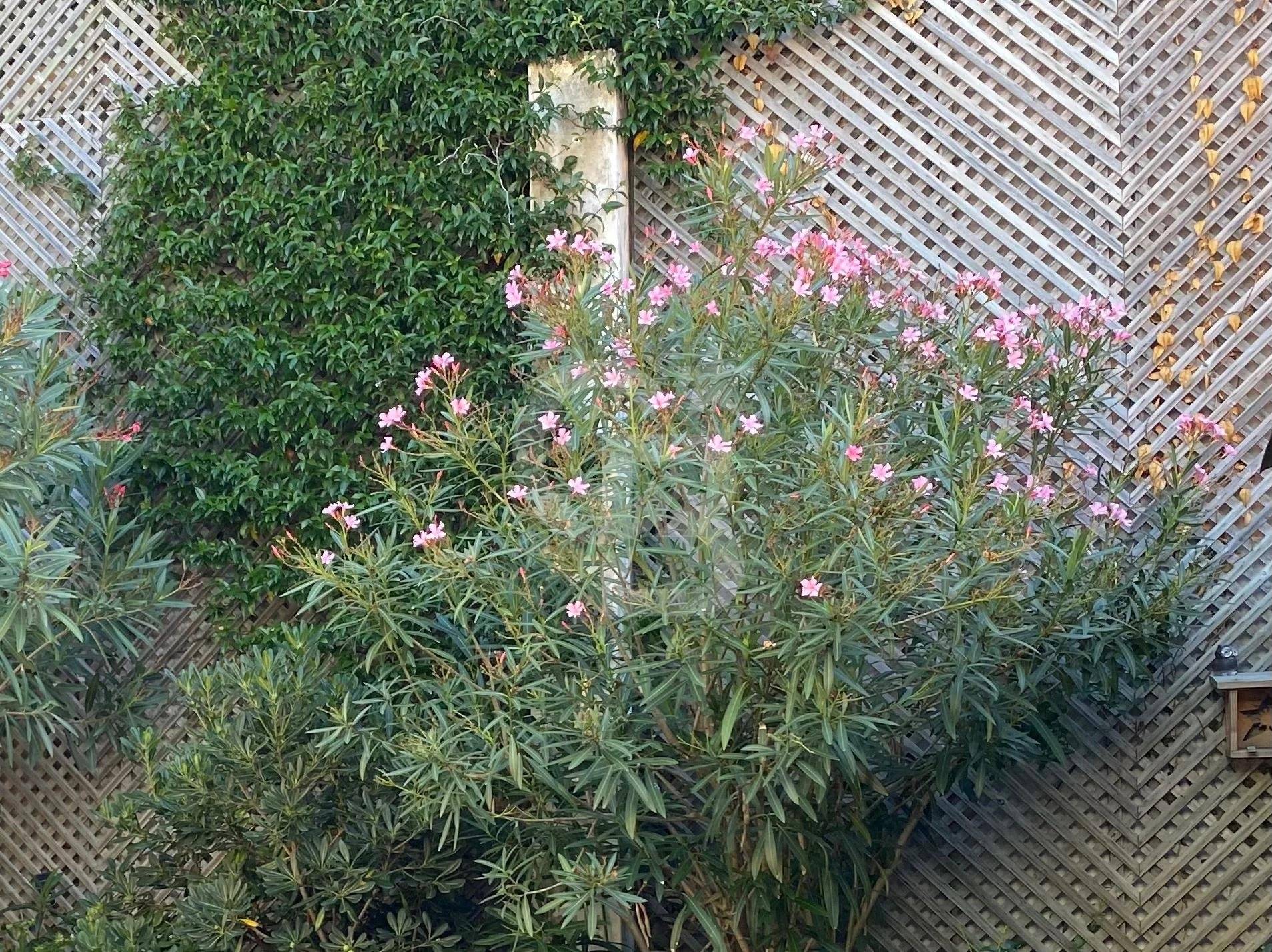 vente Maison avec 4 chambres et grande terrasse proche océan au CAP FERRET