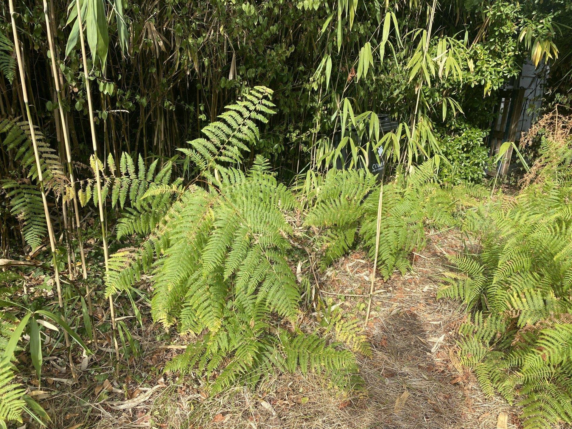 Maison à rénover - Andernos-les-Bains