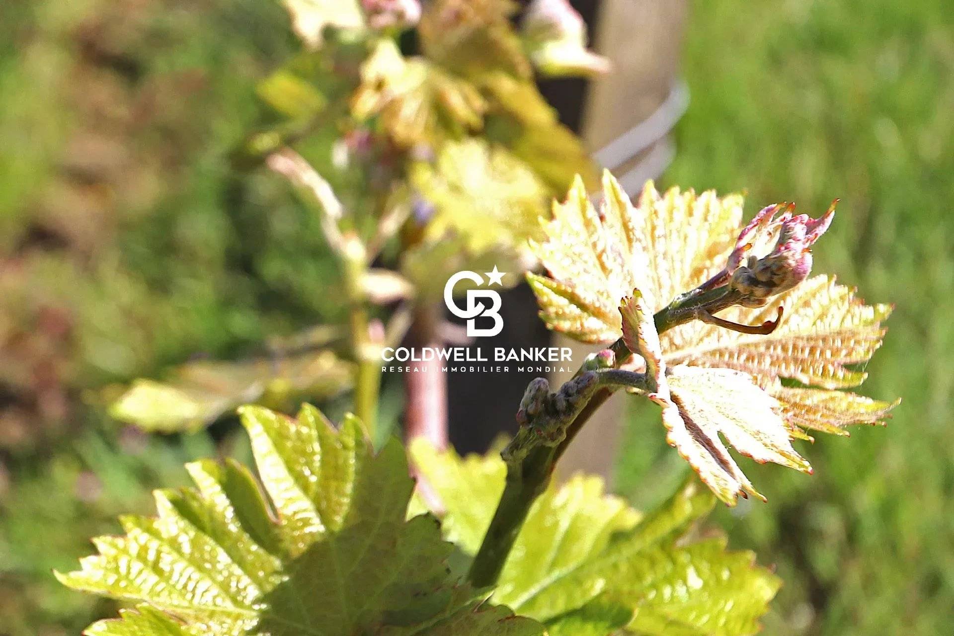 Propriété viticole bio à vendre près de Bordeaux - Vignoble AOC Monbazillac et Bergerac