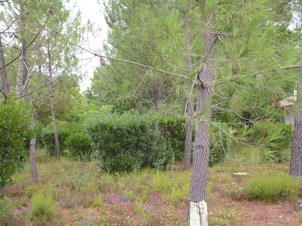 Lege Cap Ferret terrain constructible à vendre