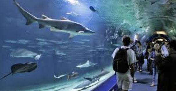 Musée Aquarium arcachon