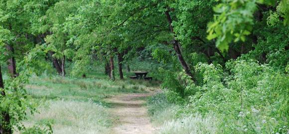 balade en foret près de bordeaux