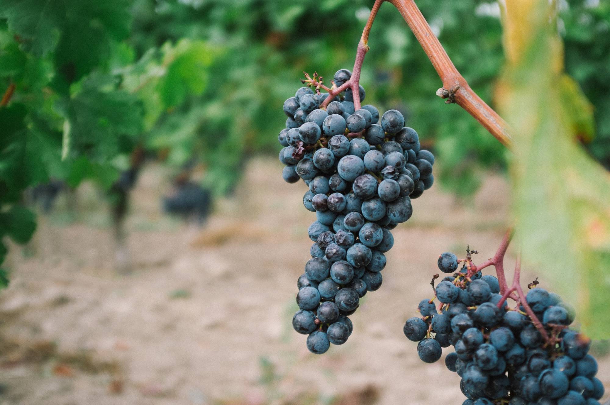 Dégustation de vins à Bordeaux : Les grands crus bordelais  