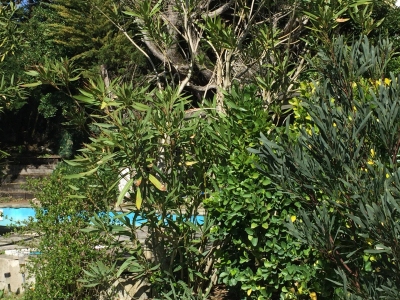 Acheter une villa avec piscine au Cap Ferret - plage et commerces à pied