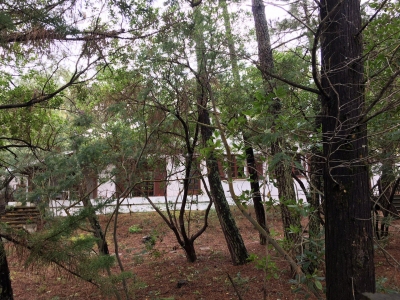 CAP FERRET - 44 HA villa landaise à vendre - 4 chambres sur un grand terrain