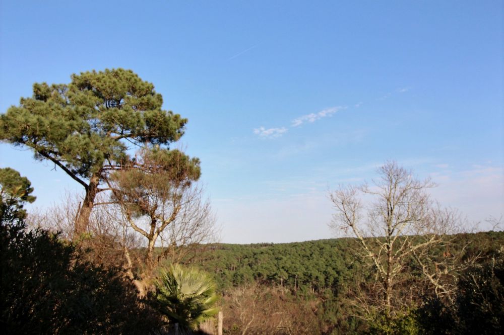 vue foret pyla sur mer