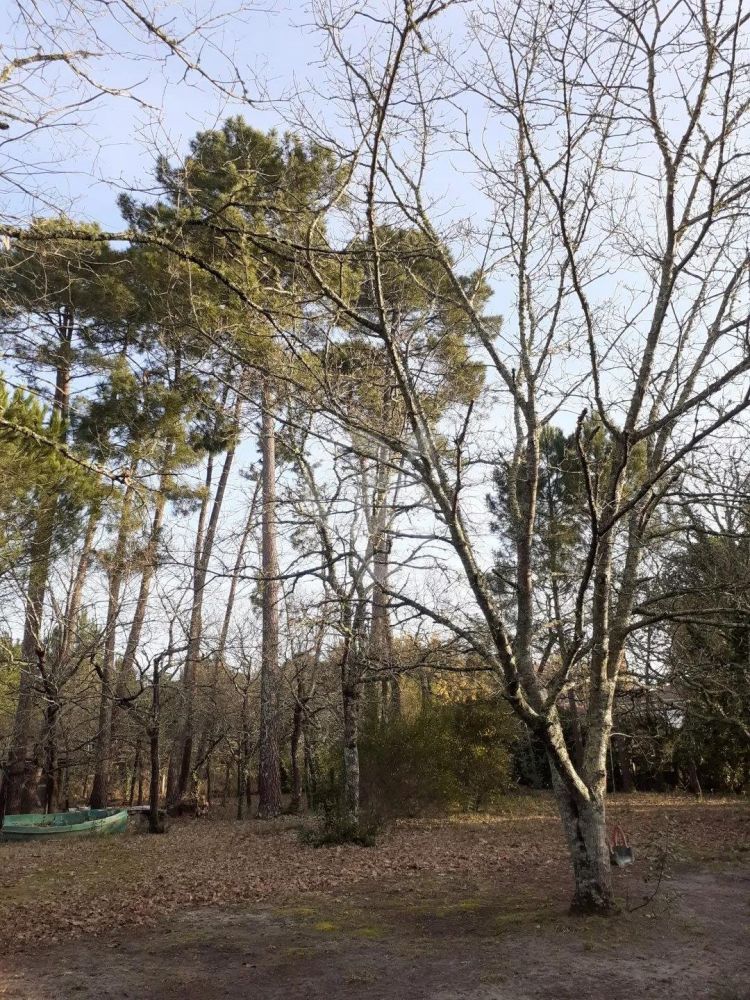 Grand terrain et maison rares en bordure de forêt à vendre ANDERNOS-LES-BAINS