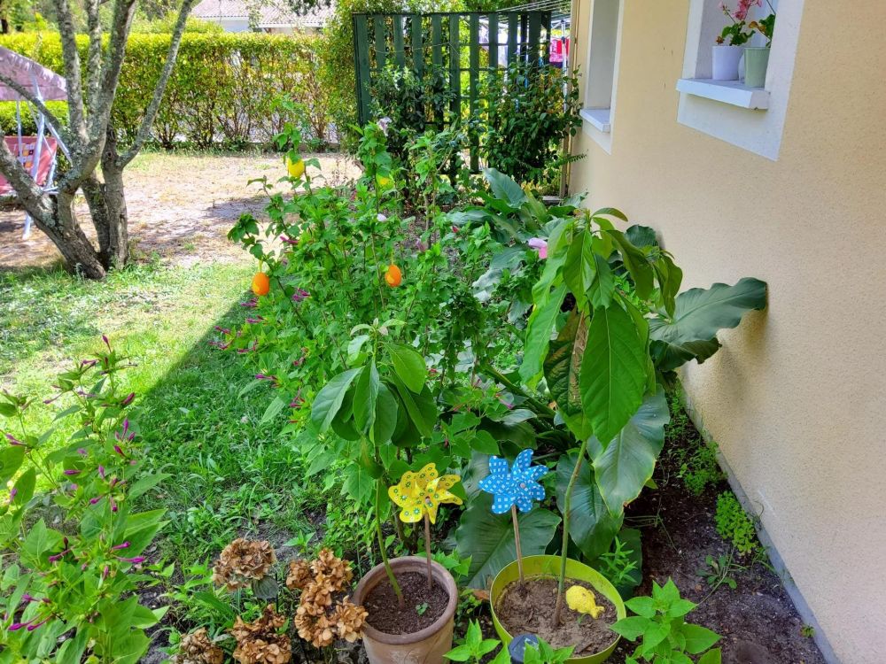 Maison familiale de plain-pied avec jardin - Sanguinet