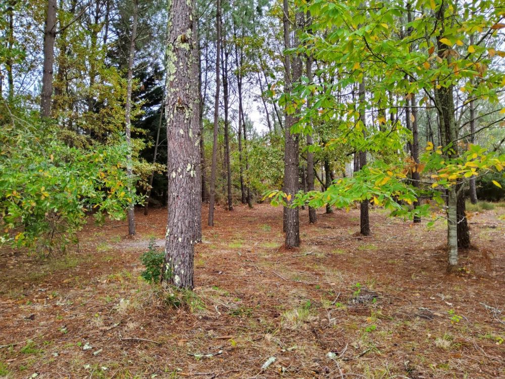 Maison de plain pied avec grand terrain dans les Landes - Parentis-en-Born