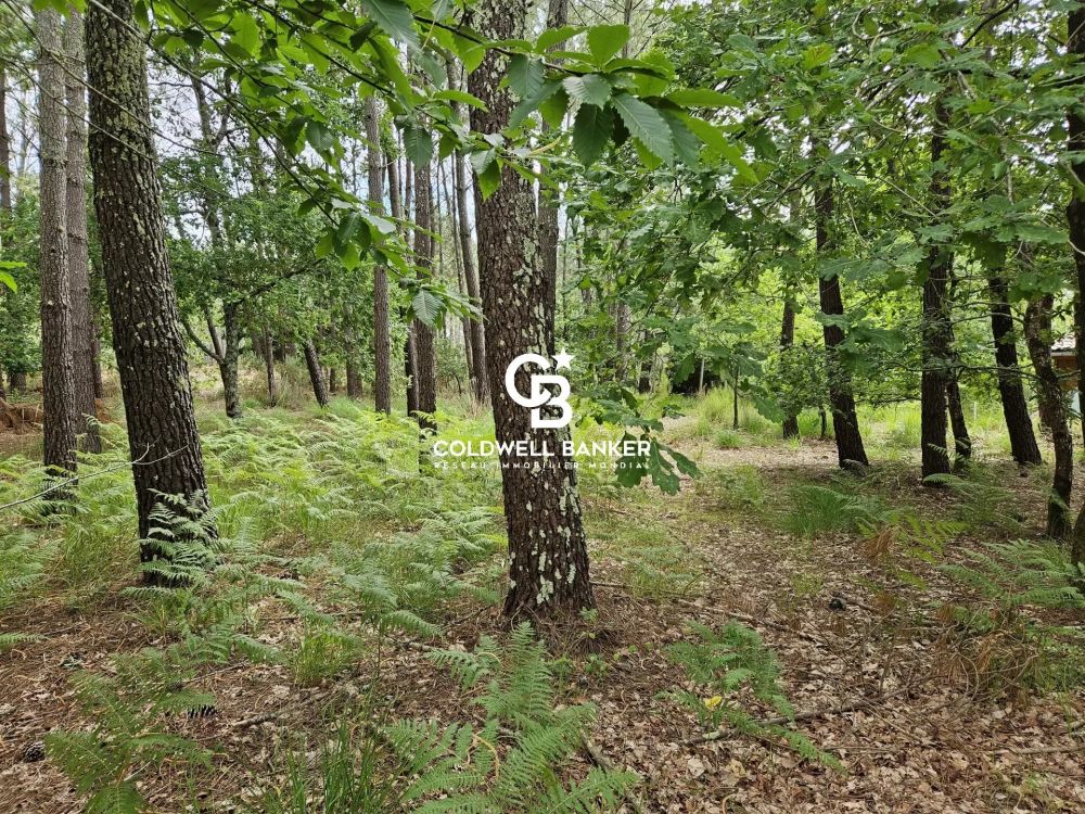 Magnifique terrain de 1100 m² libre  de constructeur dans un cadre naturel à Parentis-en-Born